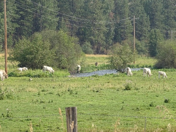 Agricultural field in the Little & Middle Spokane River watershed